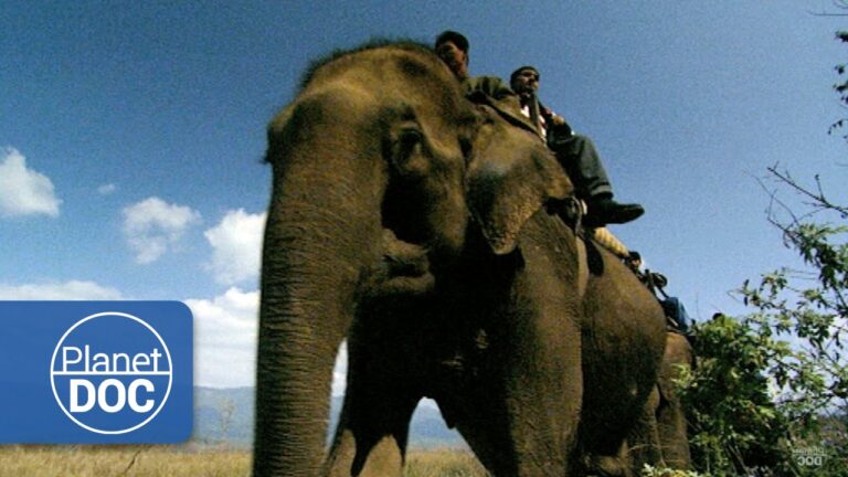 La estrecha relación entre India y los elefantes