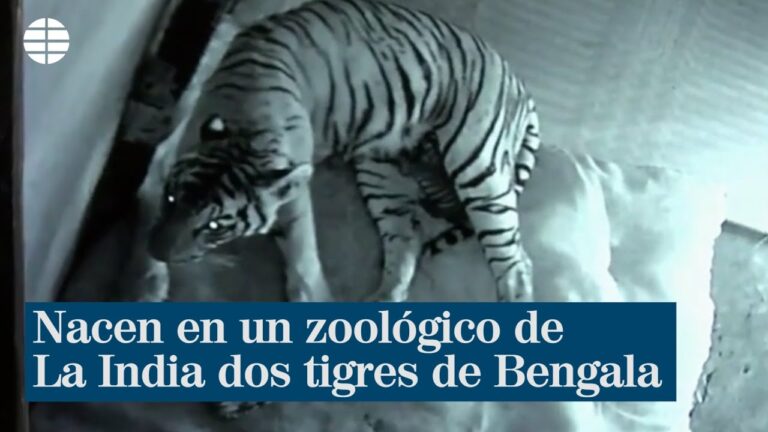 Tigre de Bengala: Especies en peligro de extinción en India